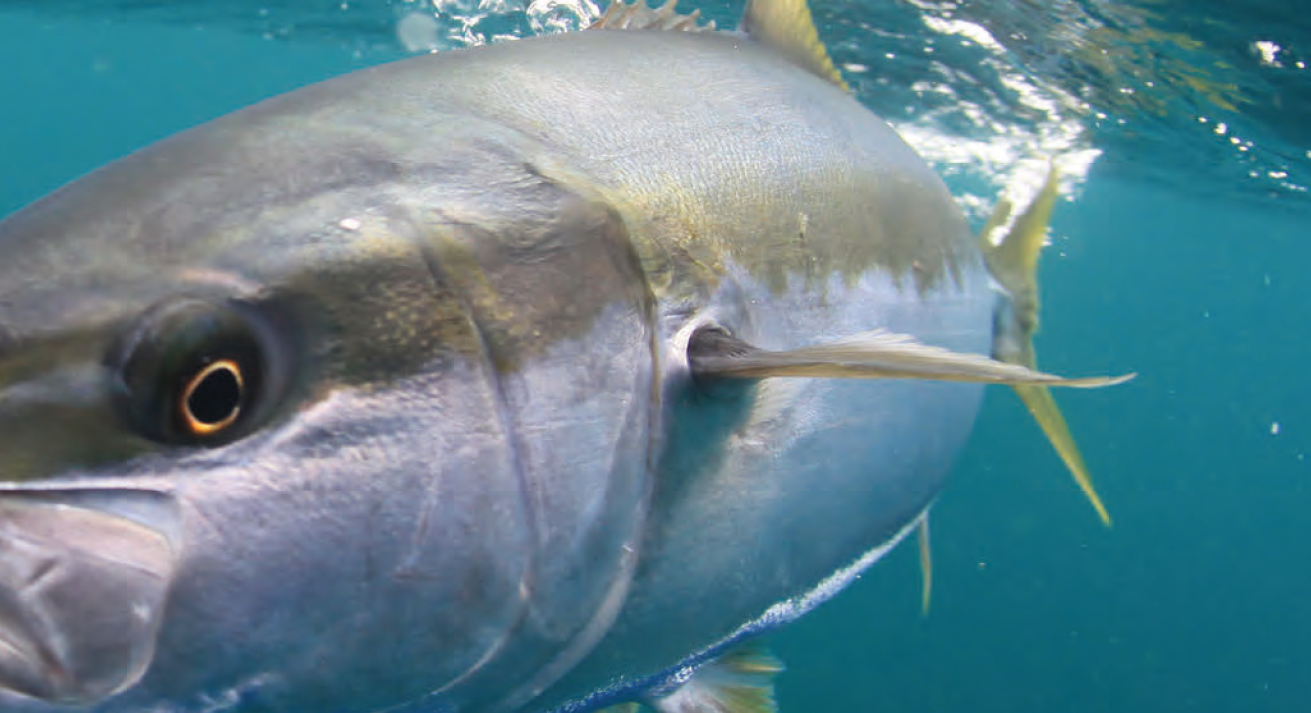 King Of The Reef